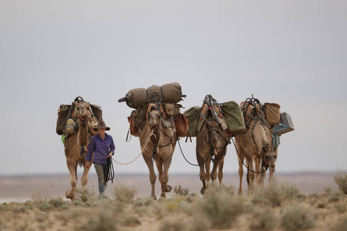 Australian Woman On 5,000km Solo Trek Through Outback With Team Of Camels