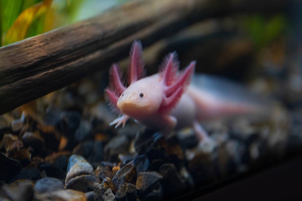 Axolotl Museum and Amphibians Conservation Centre in Mexico City