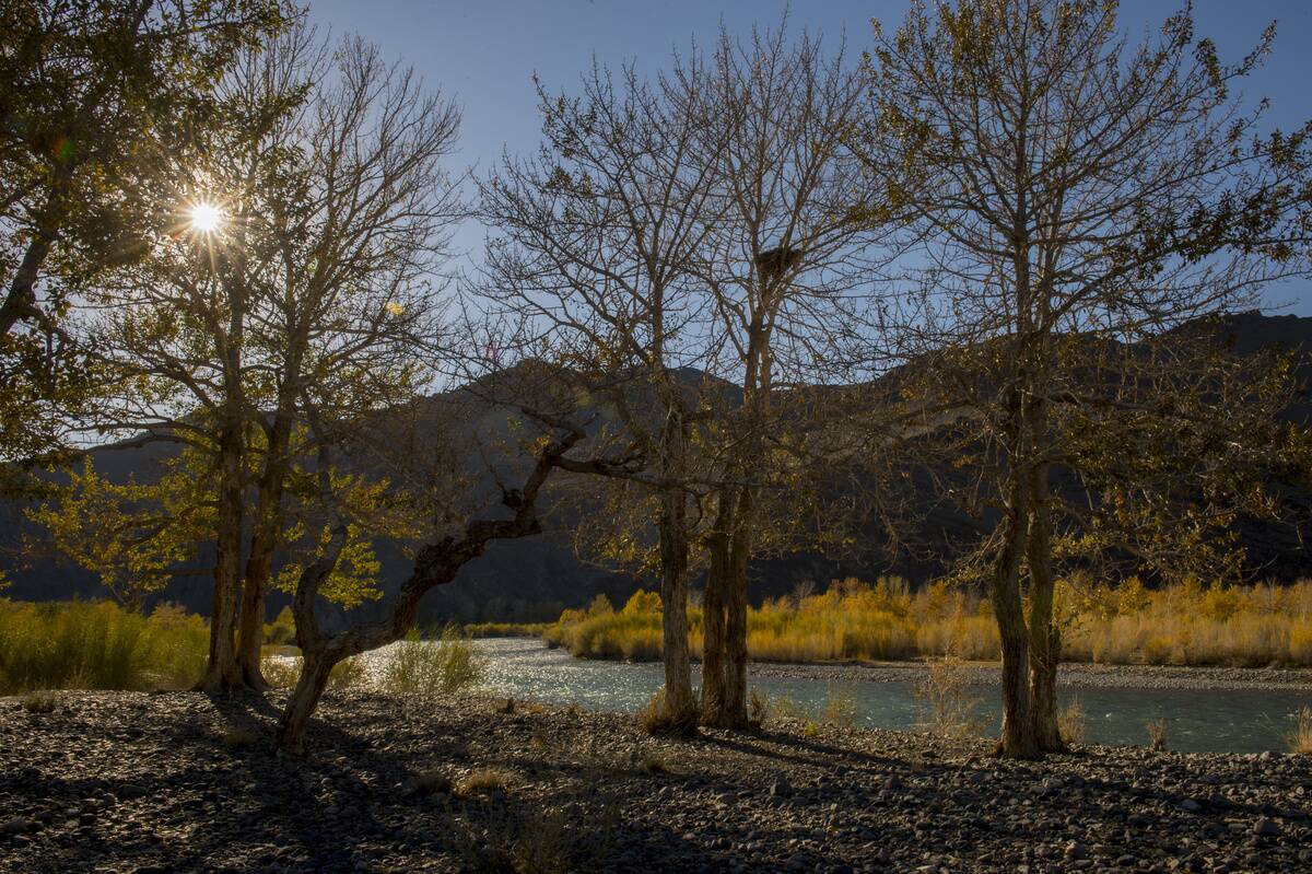 Backlit Aspen trees in fall colors at the Hovd River near...