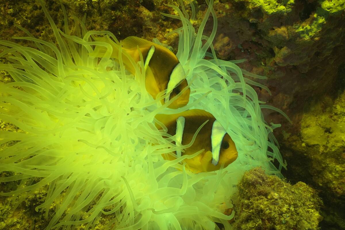 Bioluminescence captured through 'fisheye' lens in Red Sea with new scientific system
