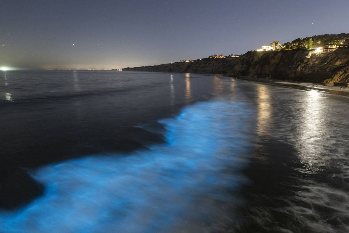 Bioluminescent Waves In San Diego