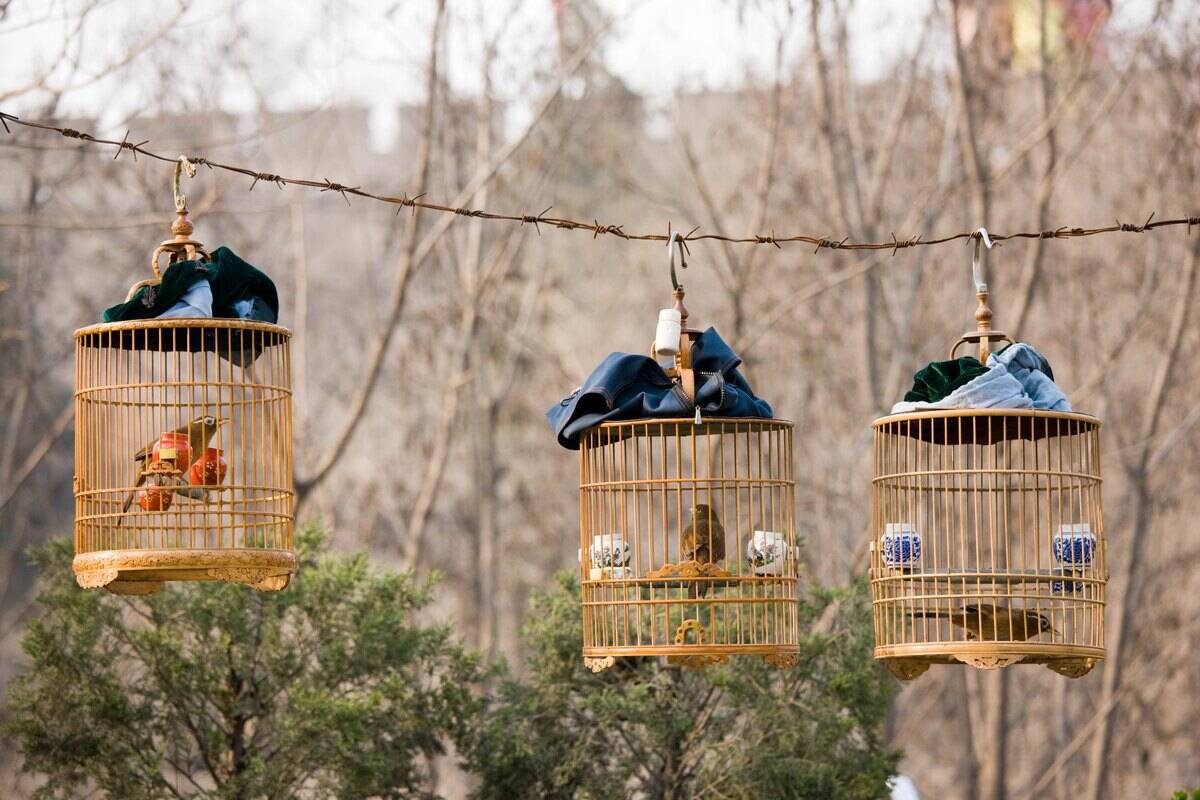 Birds In Cages, Xian, China