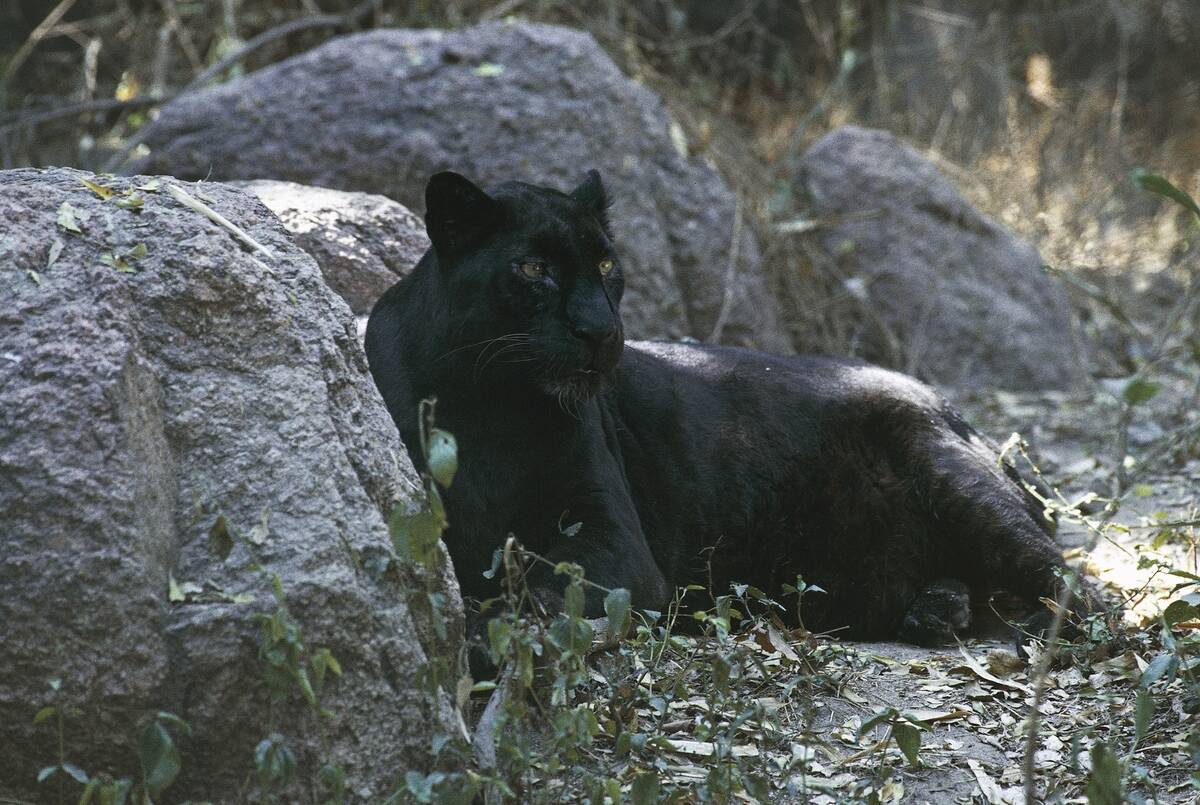 Black panther (Panthera pardus)...