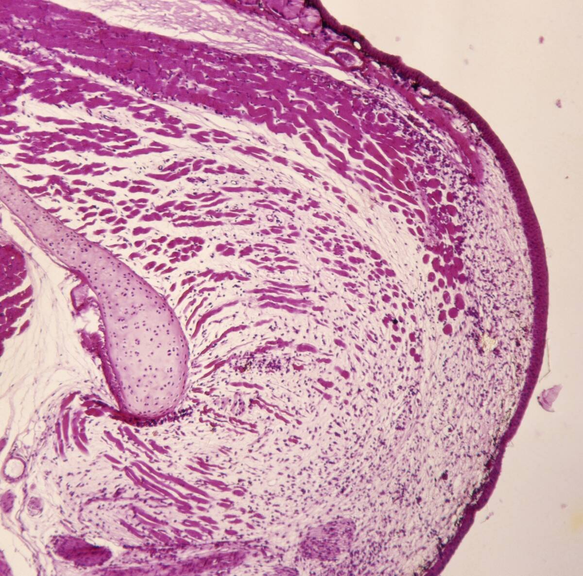 Blastema of a regenerating newt limb...