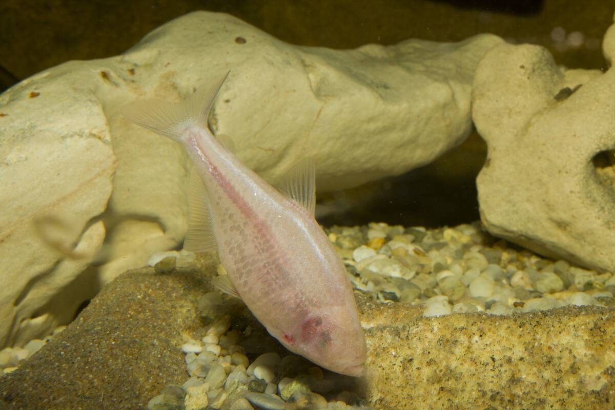 Blind cavefish , Anoptichthys jordani, Astyanax fasciatus mexicanus, Mexico, Underwater cave