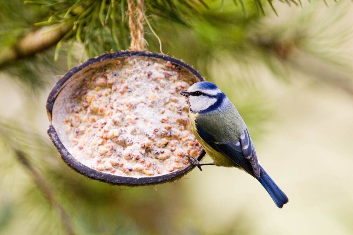 Blue Tit On A Birdfeeder, Cotswolds, UK