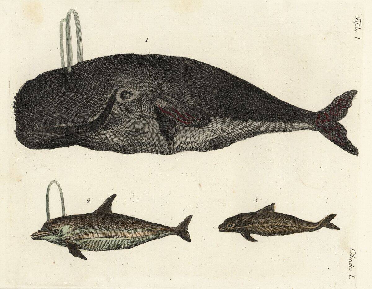 Bowhead whale