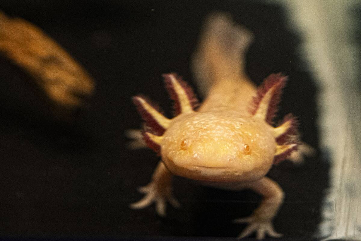 BRAZIL-ANIMAL-AXOLOTL