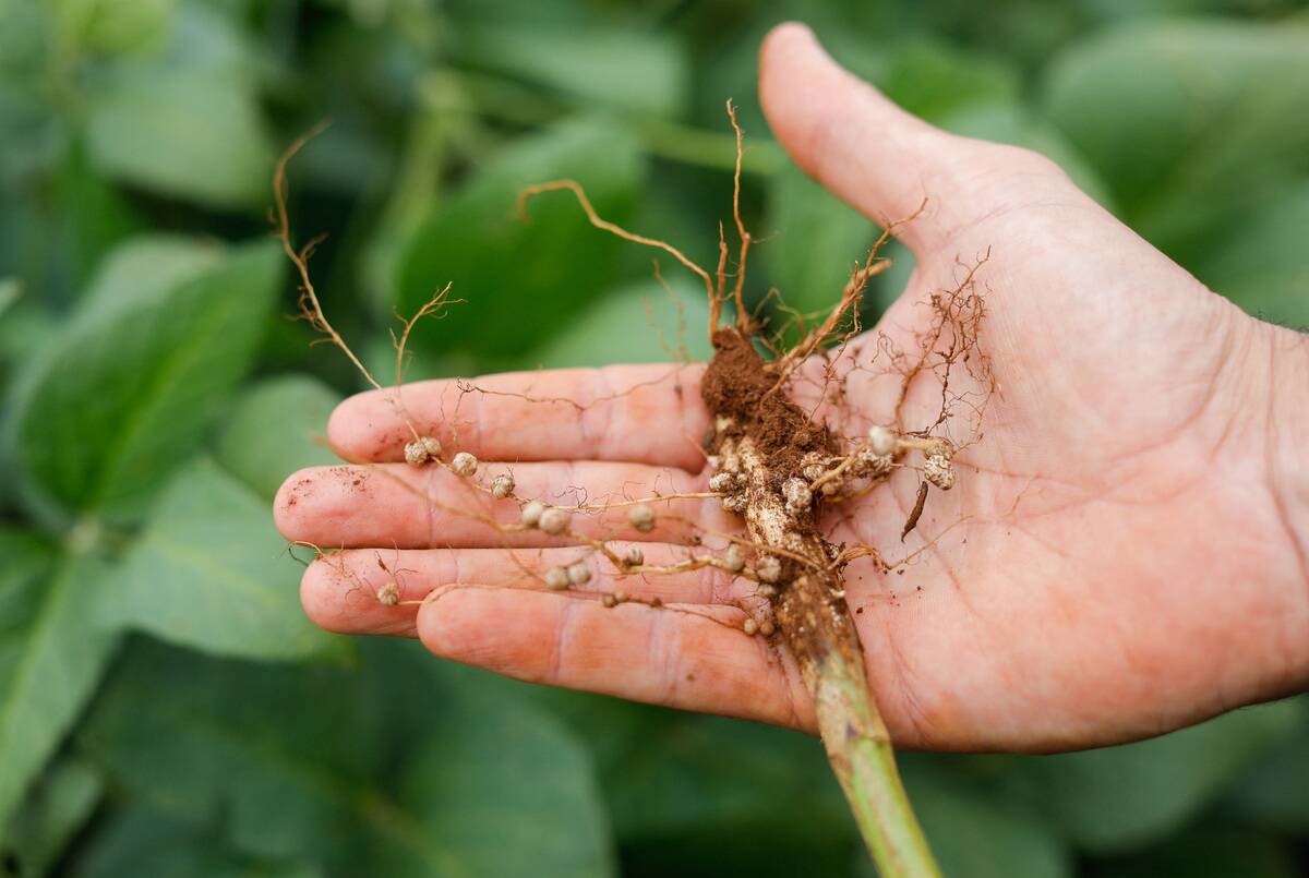 BRAZIL-ECONOMY-AGRICULTURE-ENVIRONMENT-PESTICIDES