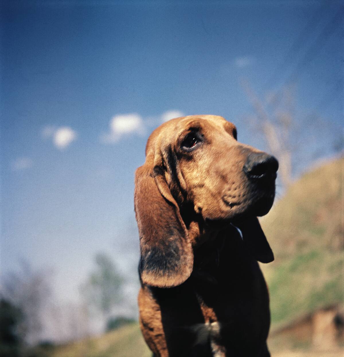 Brown Bloodhound