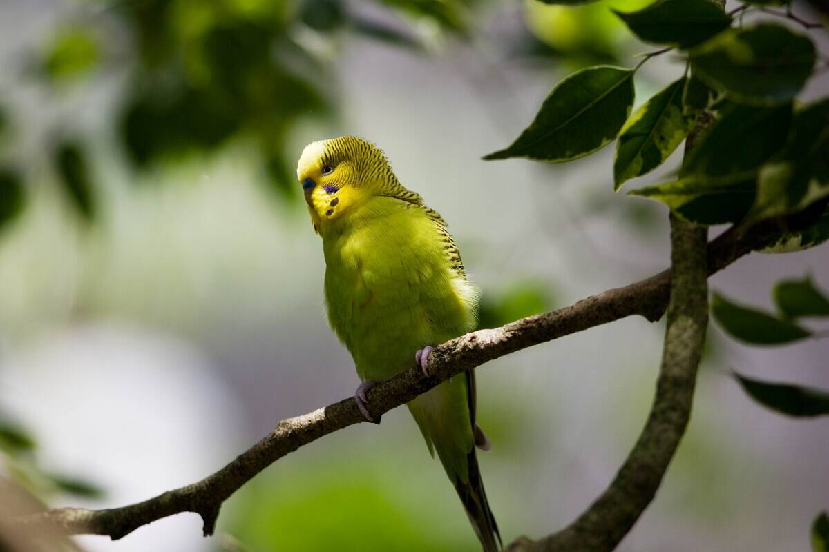 Budgerigar, Queensland, Australia