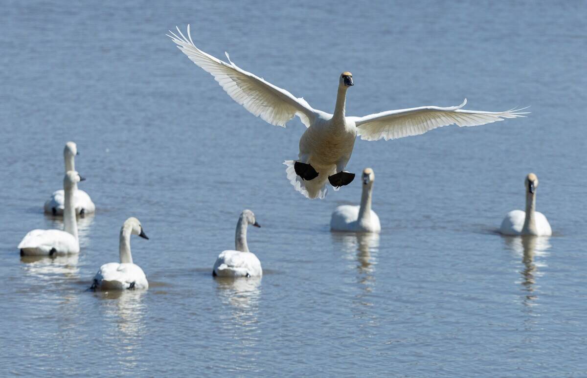 CANADA-ONTARIO-AYLMER-TUNDRA SWAN-MIGRATION