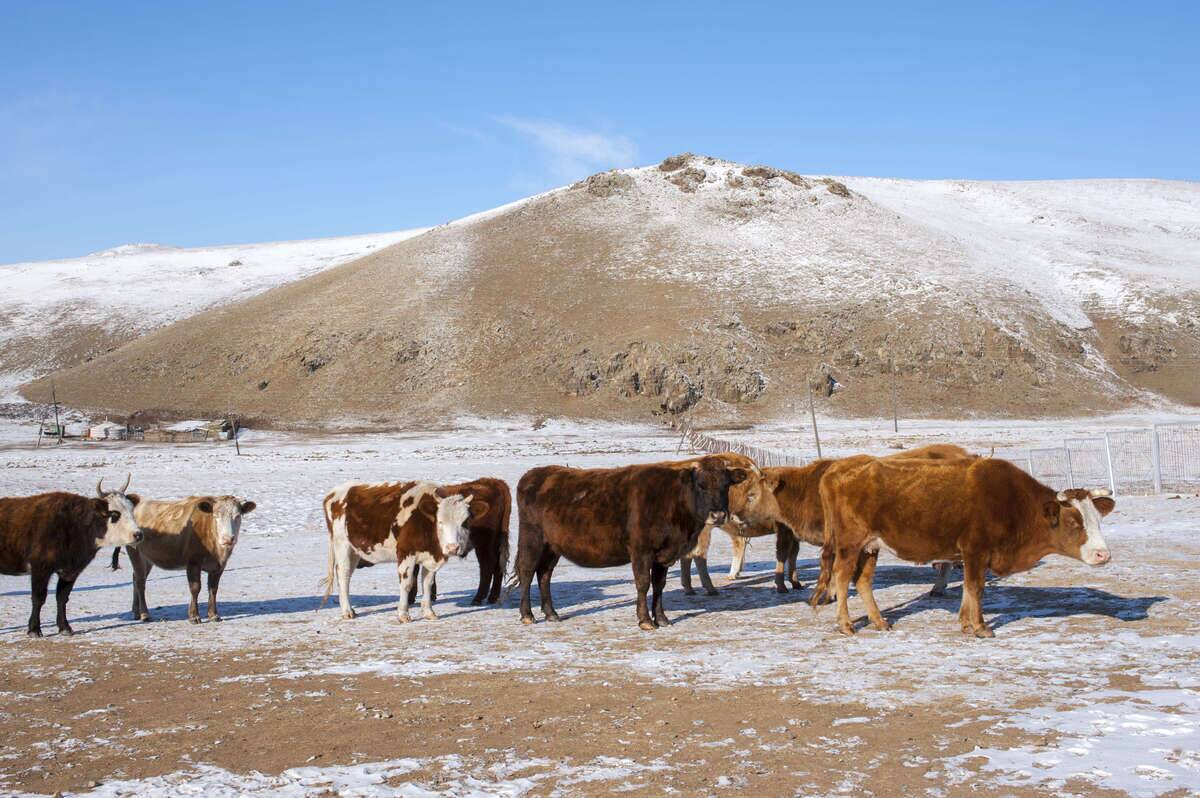 Cattle outside the city of Zuunmod in the winter near...