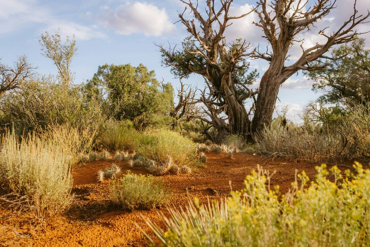 charles-marleau-QWB9NiiqKis-unsplash