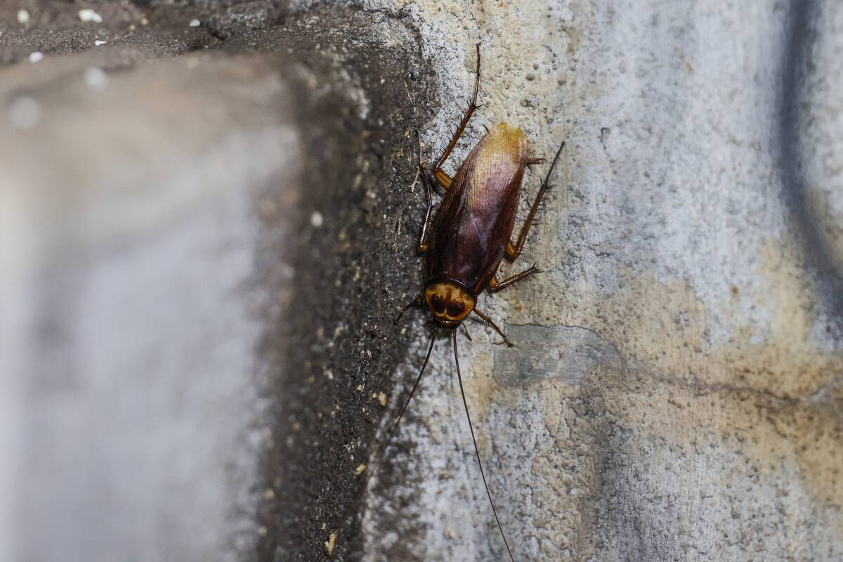Chicago Cubs v Houston Astros