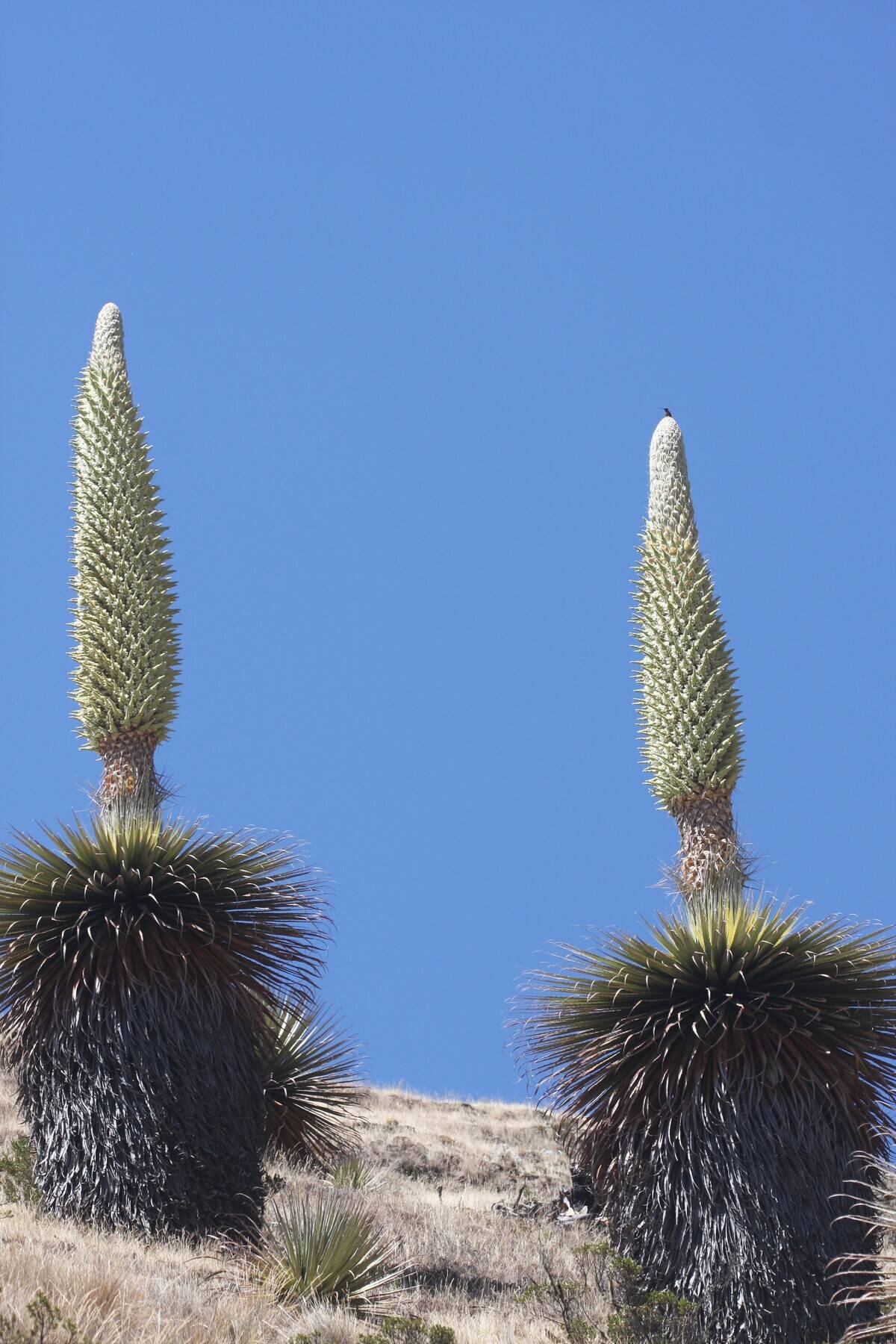 CHINA-PERU-BIODIVERSITY PROTECTION-COOPERATION (CN)