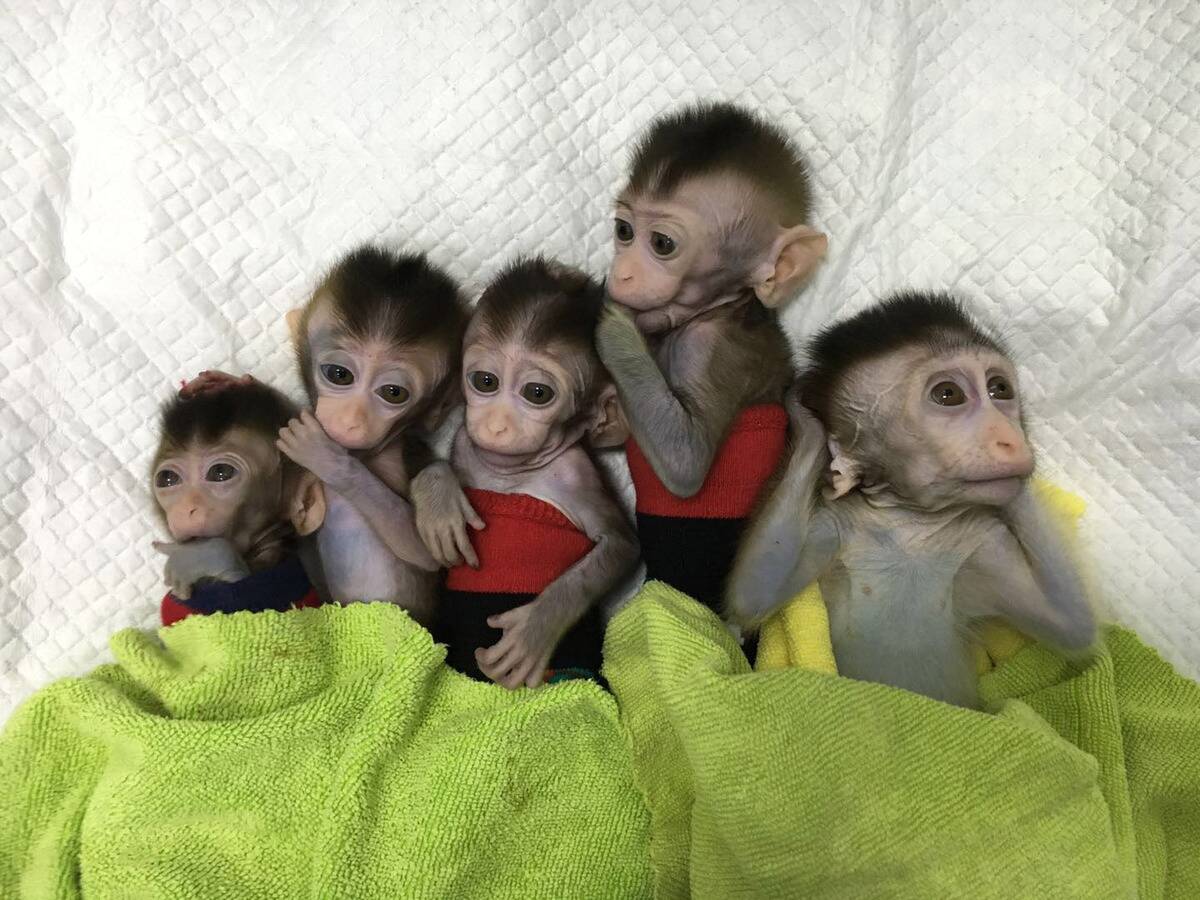 CHINA-SHANGHAI-GENE-EDITED MONKEYS (CN)