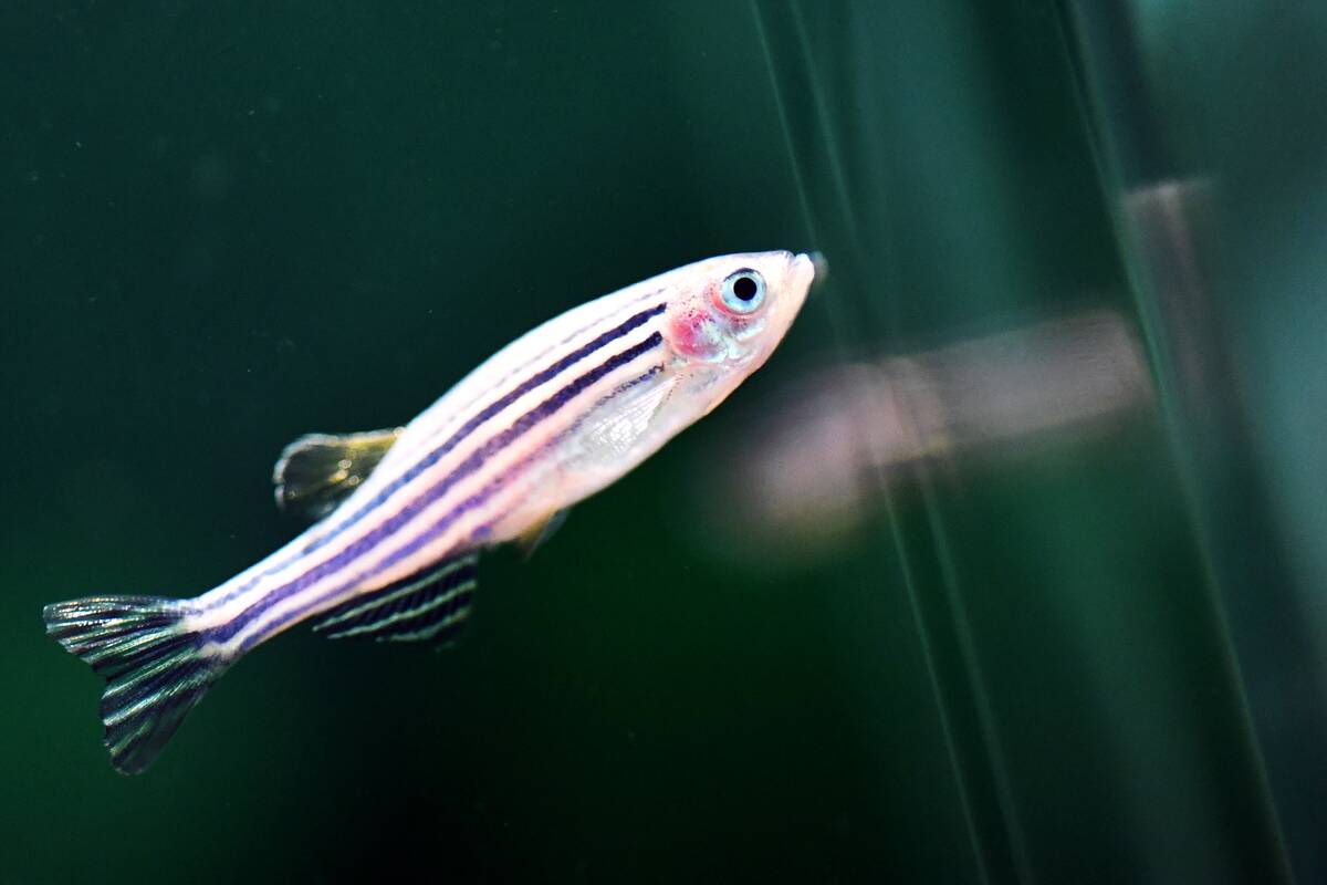 China Wuhan Medicine Research