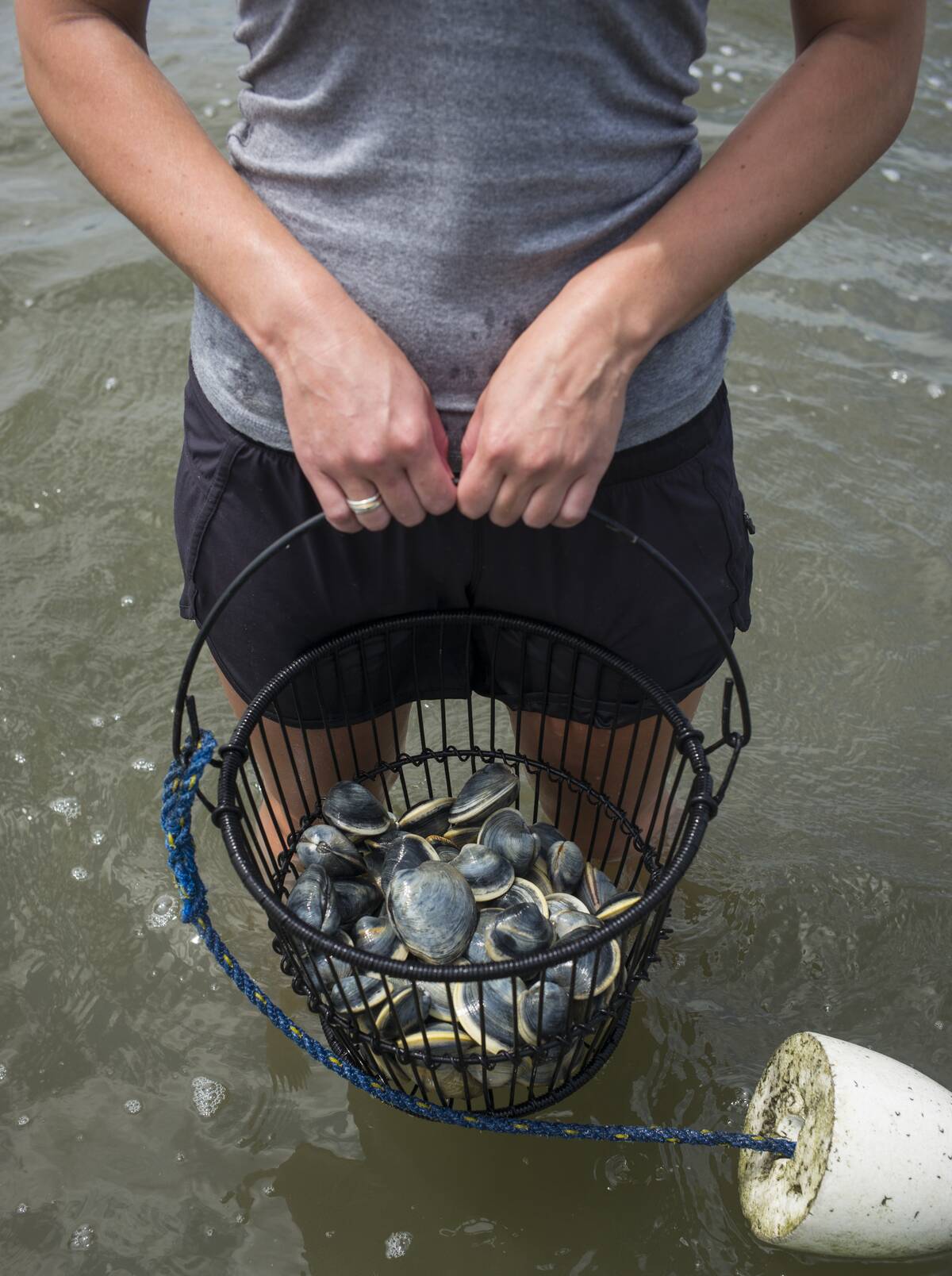 Clamming On Cape Cod