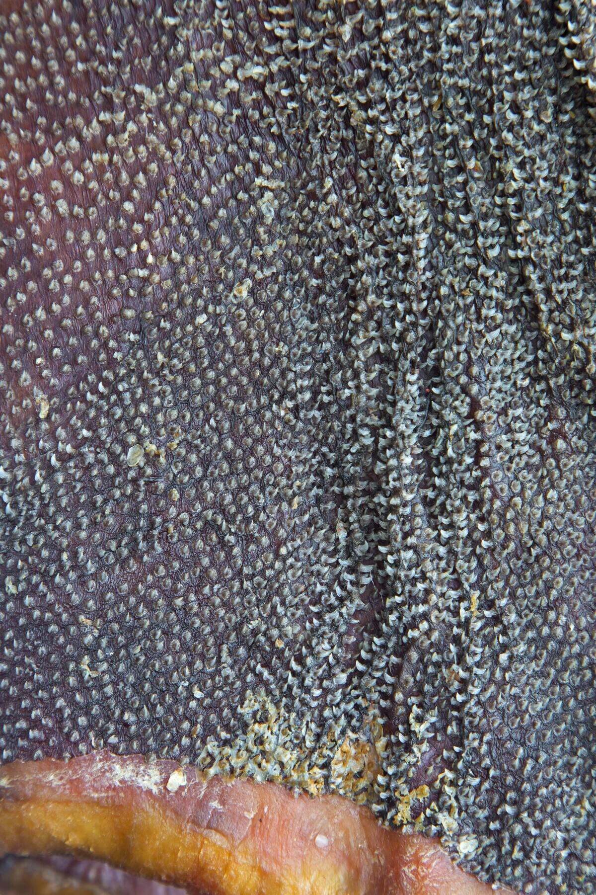 Close-up of fermented Greenland shark (Somniosus microcephalus) meat, showing the rough skin covered in cone shaped dermal denticles