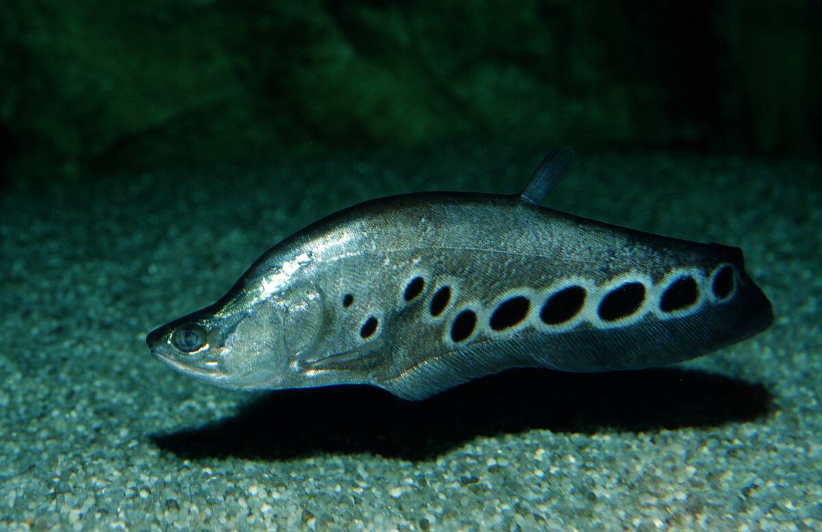 Clown Knifefish, 1000$-knifefish, Notopterus chitala, Vietnam, Freshwater river