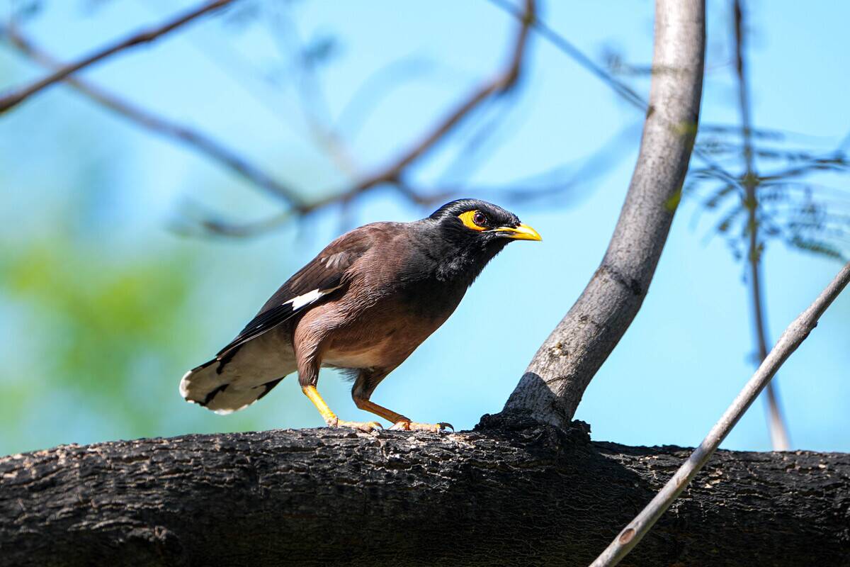 Common myna spotted in Turkiye's Izmir
