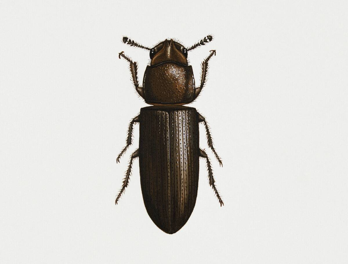 Confused flour beetle (Tribolium confusum)...