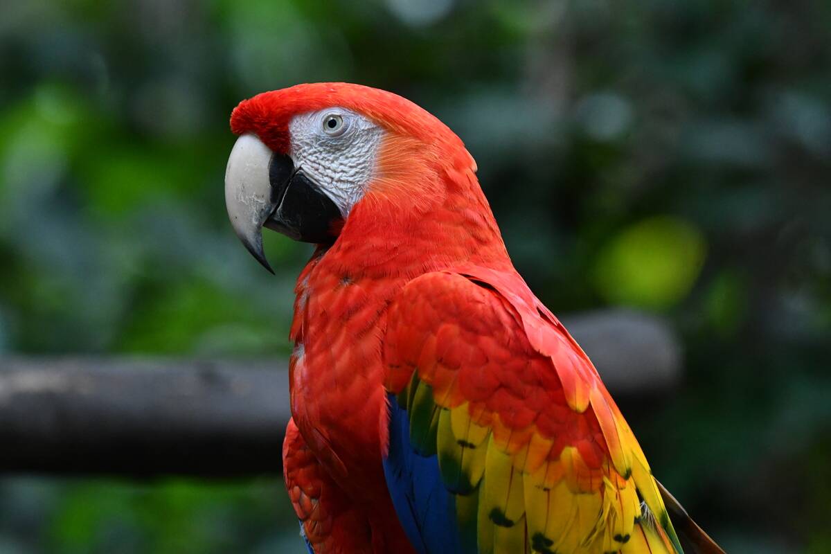 COSTA RICA-ANIMAL-CONSERVATION-FEATURE