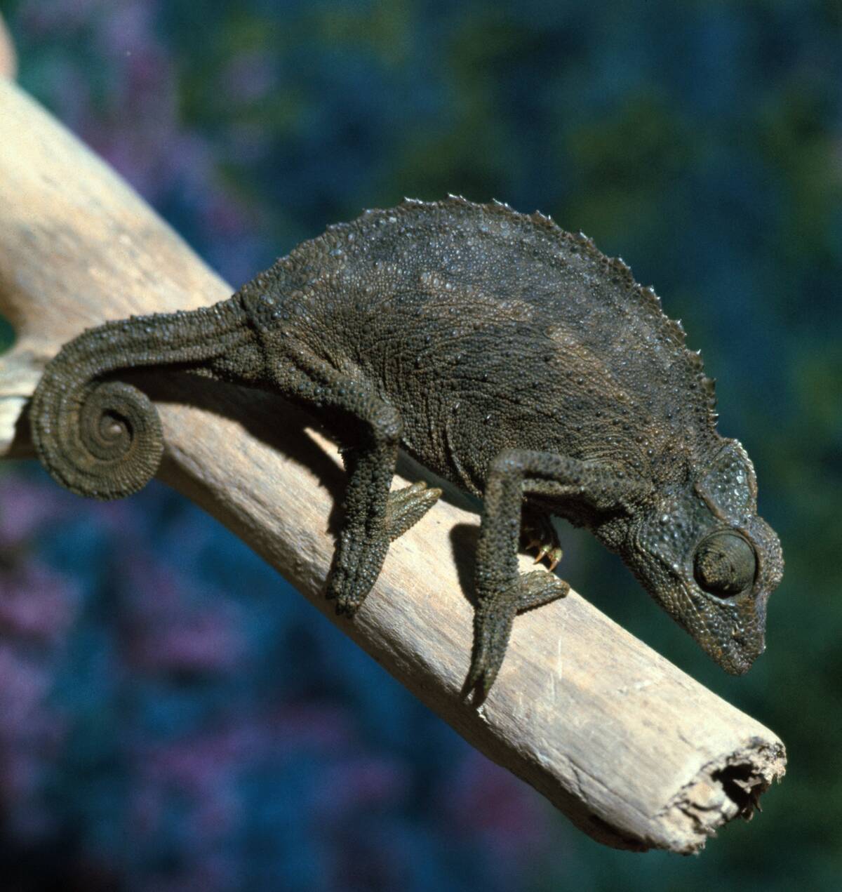 Crested Chameleon