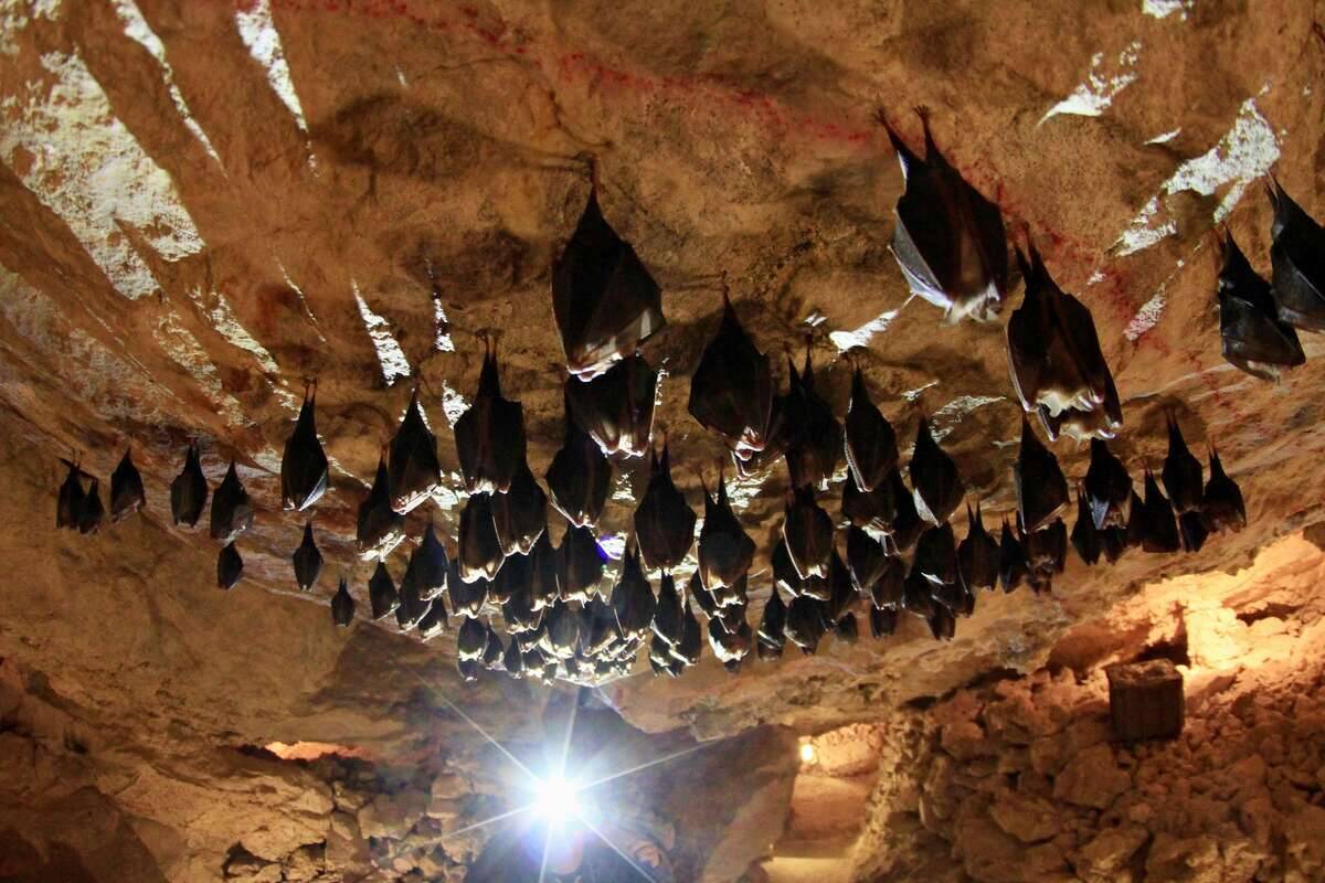 CZECH-ANIMALS-BATS