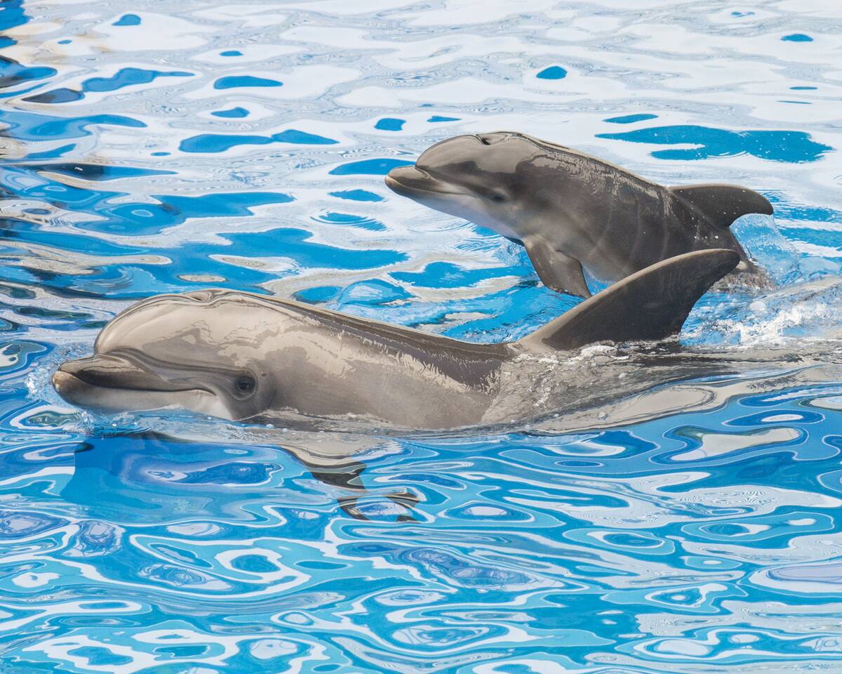 Dolphin Calf Born At SeaWorld San Diego