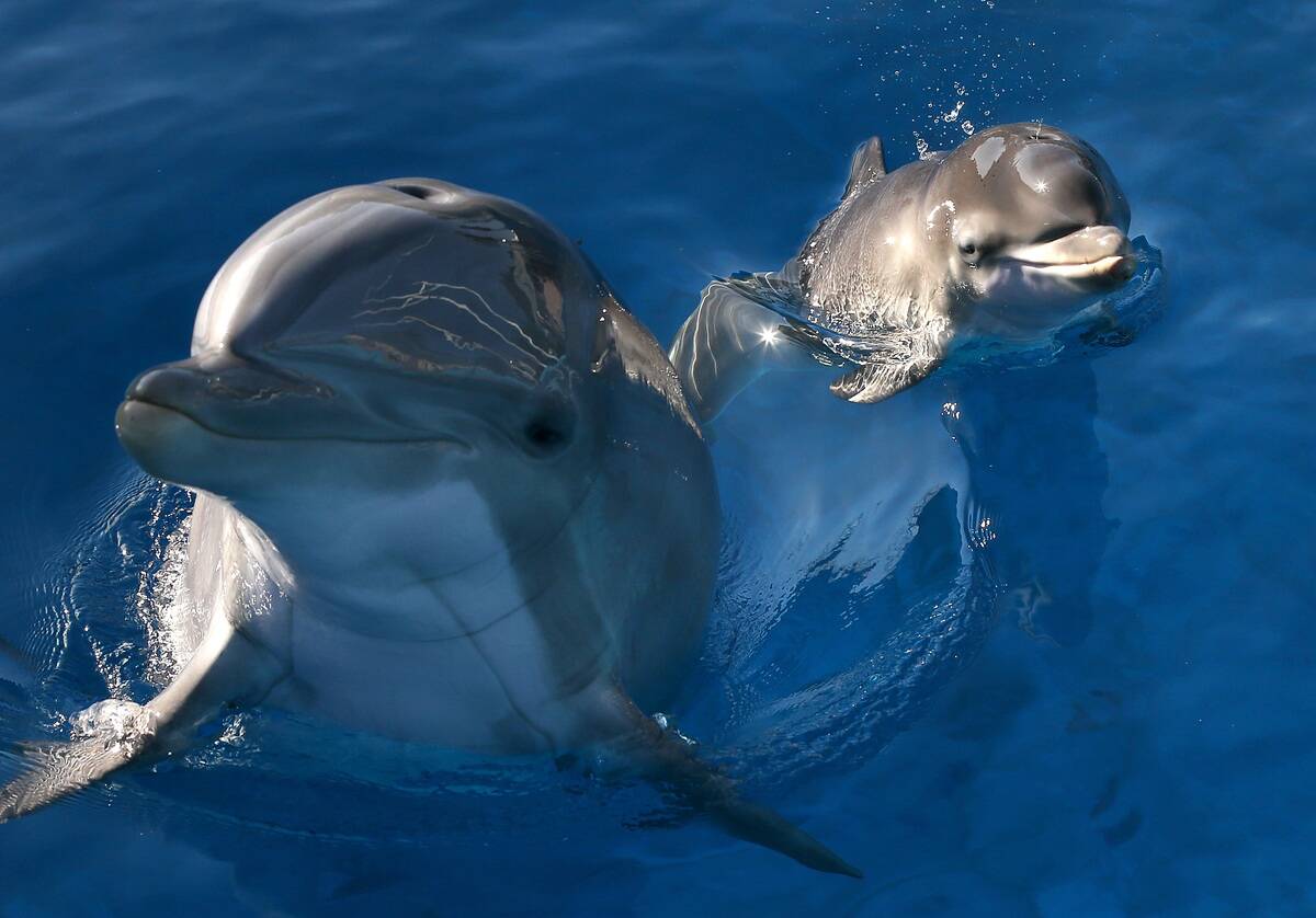 Dolphin Gives Birth At Six Flags Animal Discovery Park