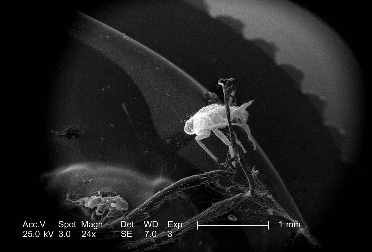 Dragonfly Exoskeleton