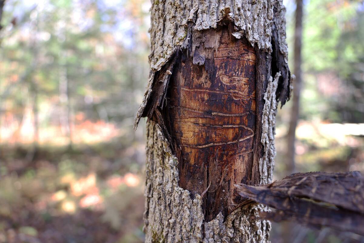 Drastic steps underway to save brown ash trees, which are at the heart of the Wabanaki basketmaking tradition