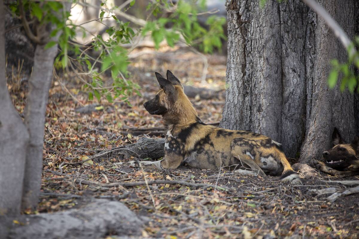Drought prevails in Okavango Delta, one of Africa's natural wonders