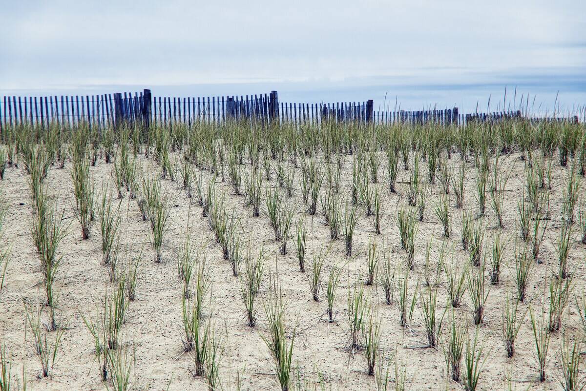 Dune conservation by wind fence and dune grass plantings at Nauset Beach in Orleans in Cape Cod.