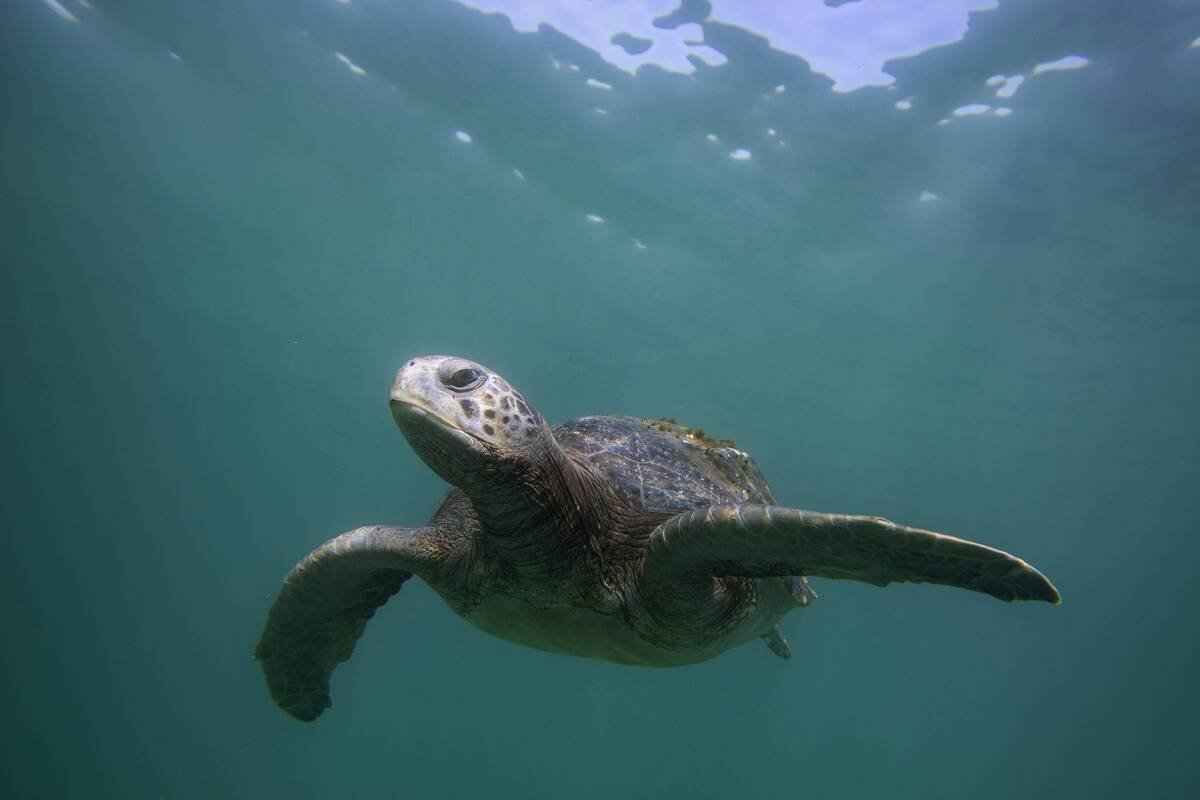 East Pacific Green Sea Turtle In San Diego