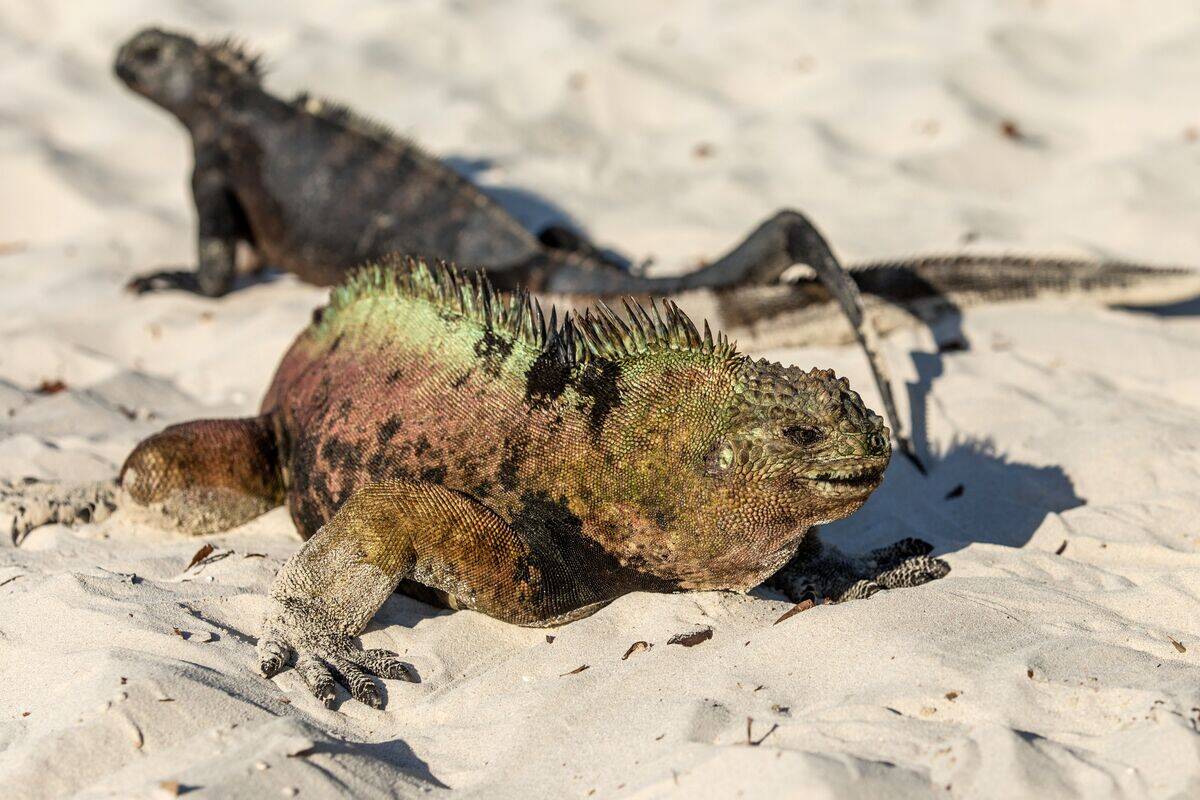 ECUADOR-GALAPAGOS-TOURISM-ENVIRONMENT