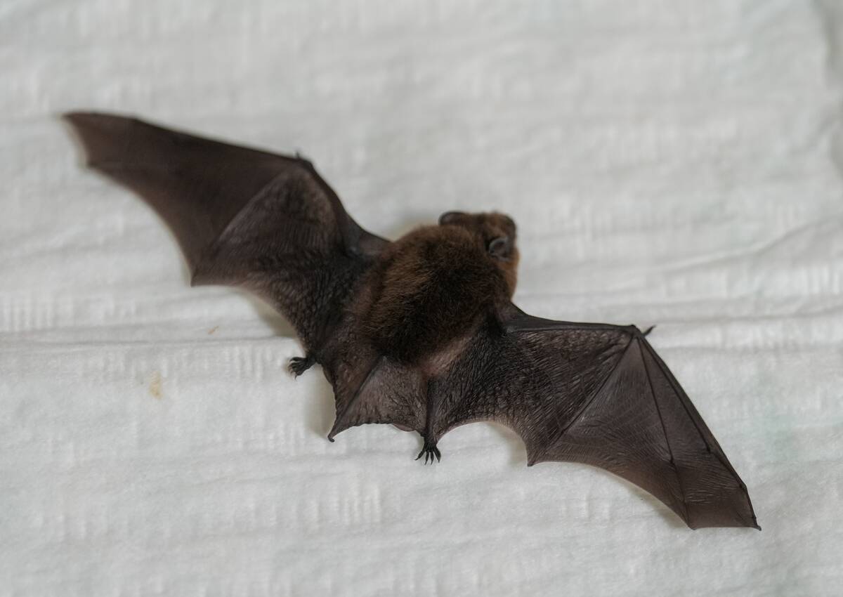 Elmshorn woman cares for bats