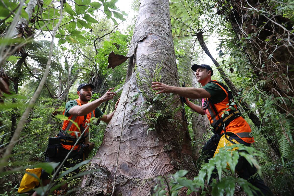 Environmental Research And Biosecurity Teams Work To Prevent Kauri Dieback In New Zealand Forests