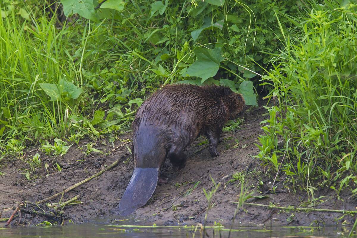 Eurasian beaver / European beaver.