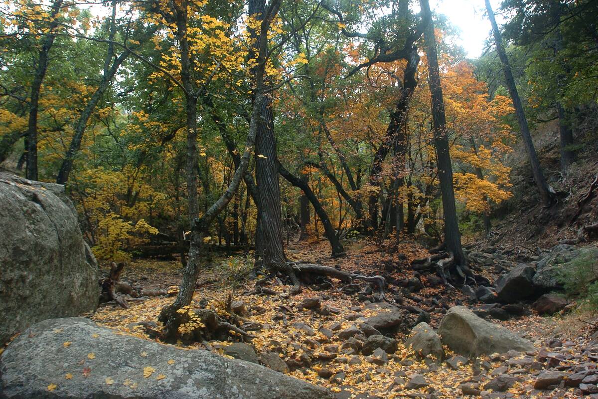 Fall Foliage In Big Bend National Park