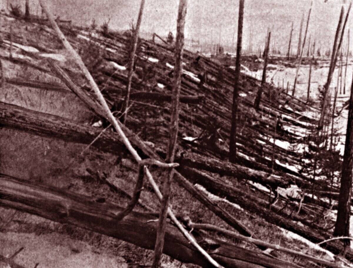 Fallen trees after the Tunguska event.