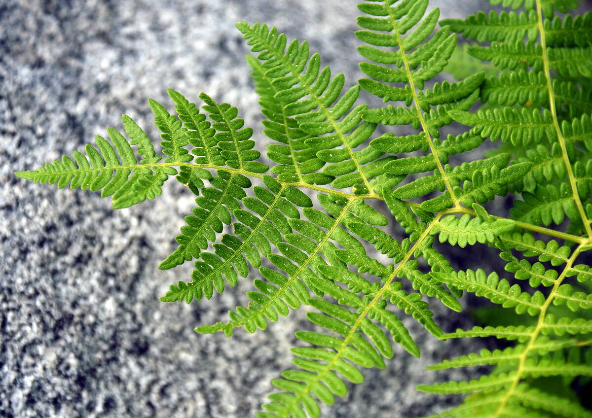 Fern Leaf in Eastern Sierras