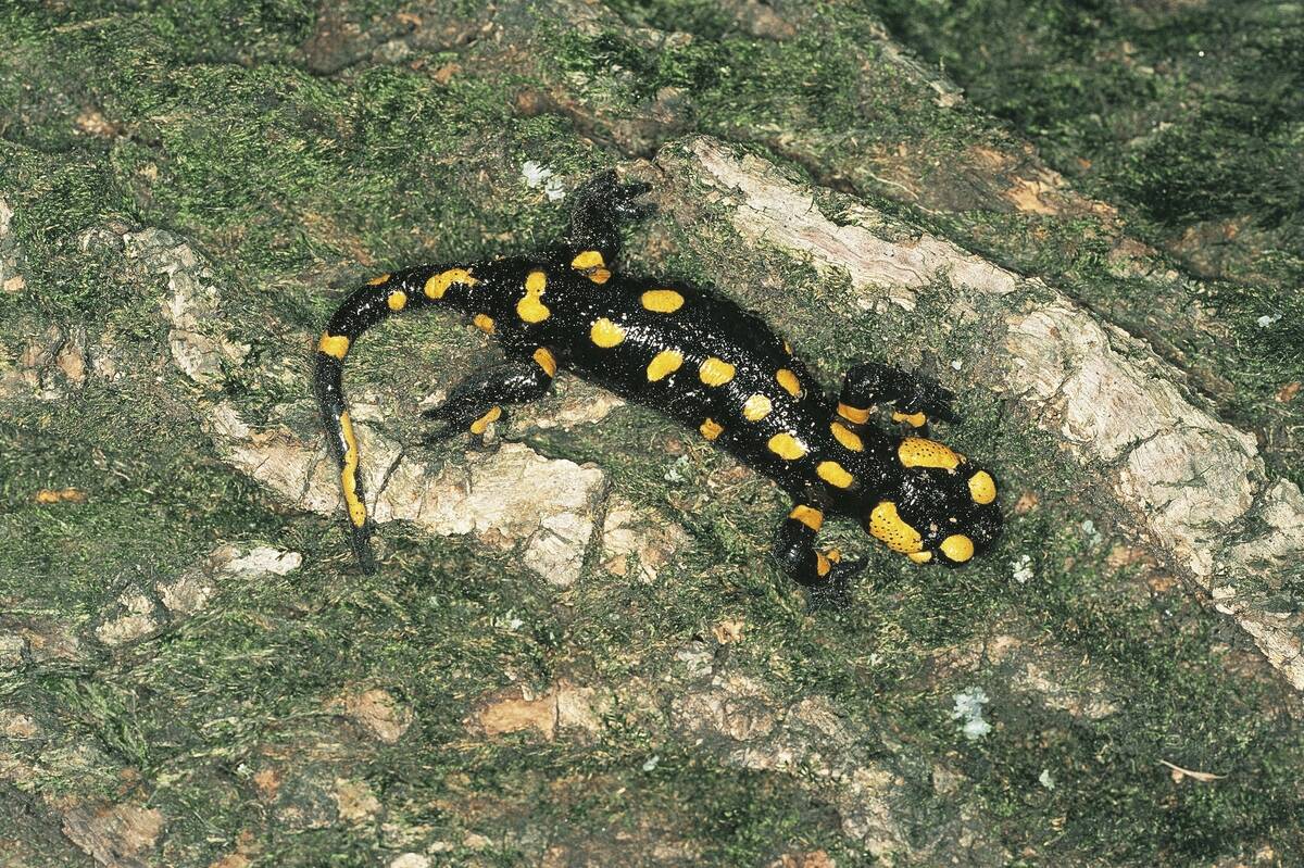Fire Salamander (Salamandra salamandra)