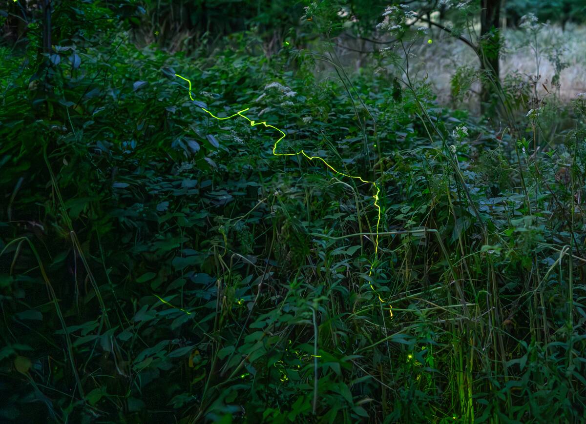 Fireflies fly through the night