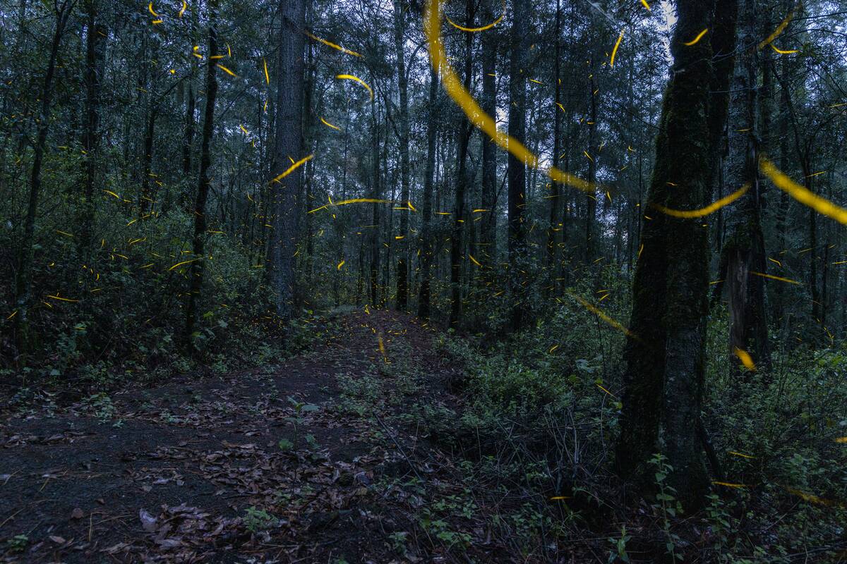 Firefly Season Begins in Mexico