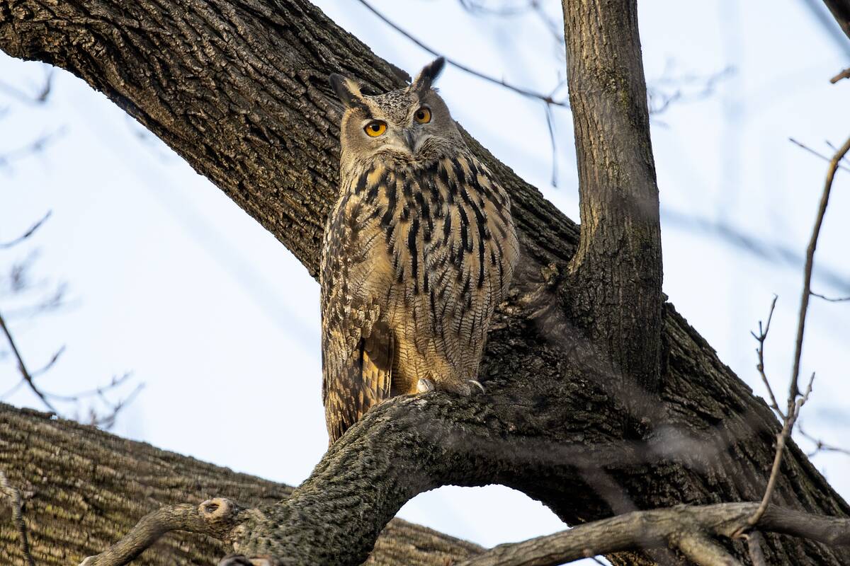 Flaco, an escaped Eagle owl, remains in Central Park