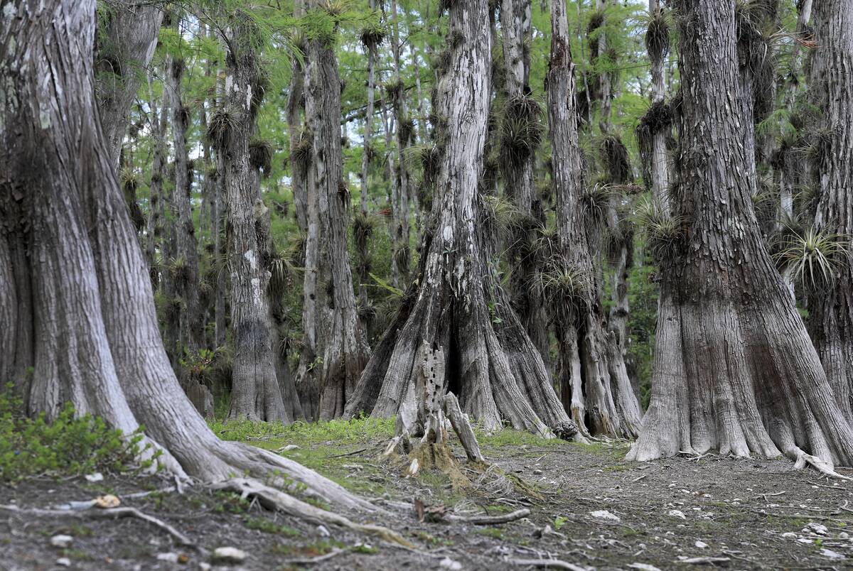 Florida Everglades Face Worst Drought In Over A Decade