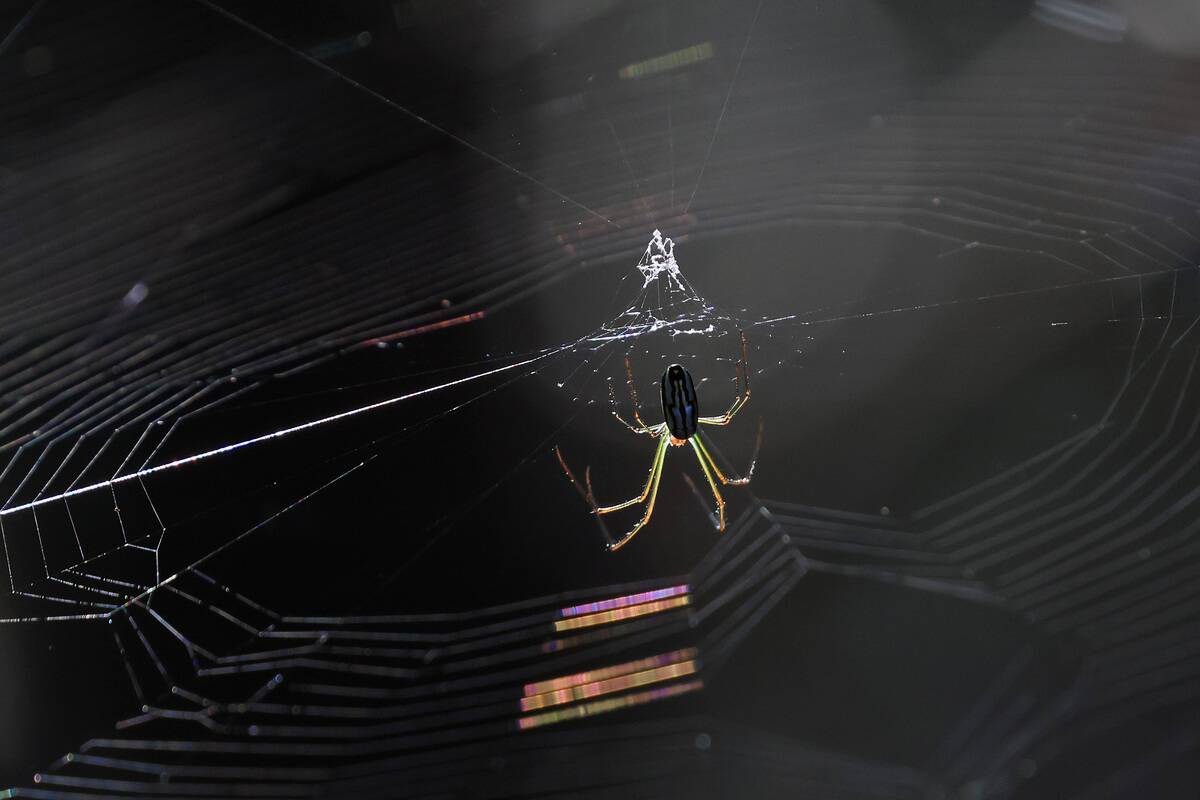 Florida Wildlife And Daily Life Scenes